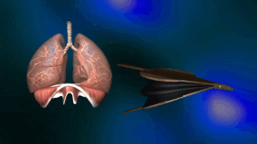Animiertes Vorschaubild für Human Lung