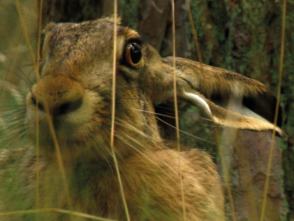 Vorschaubild für Hase und Kaninchen36