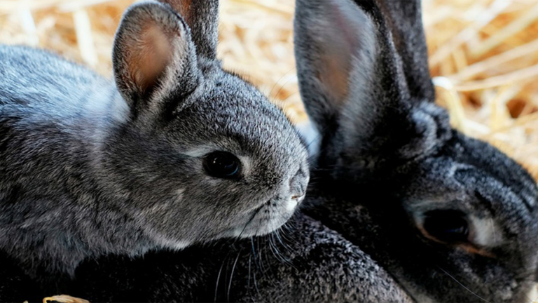 Vorschaubild für Hare and Rabbit