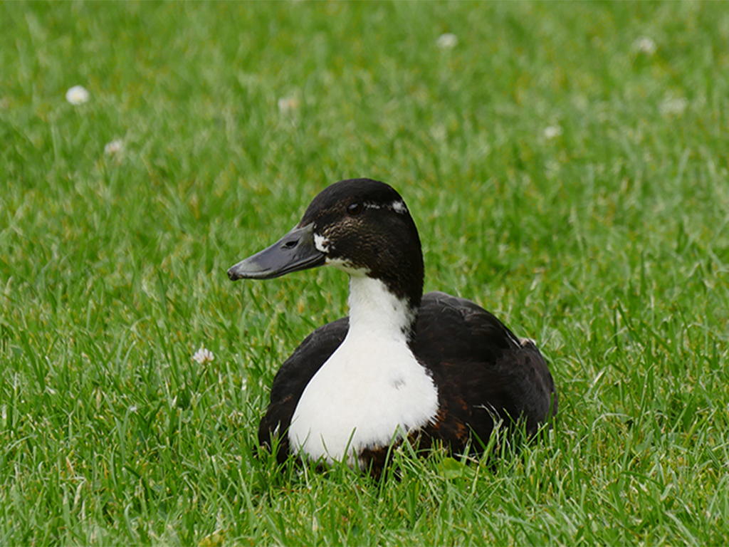 Vorschaubild für Enten23