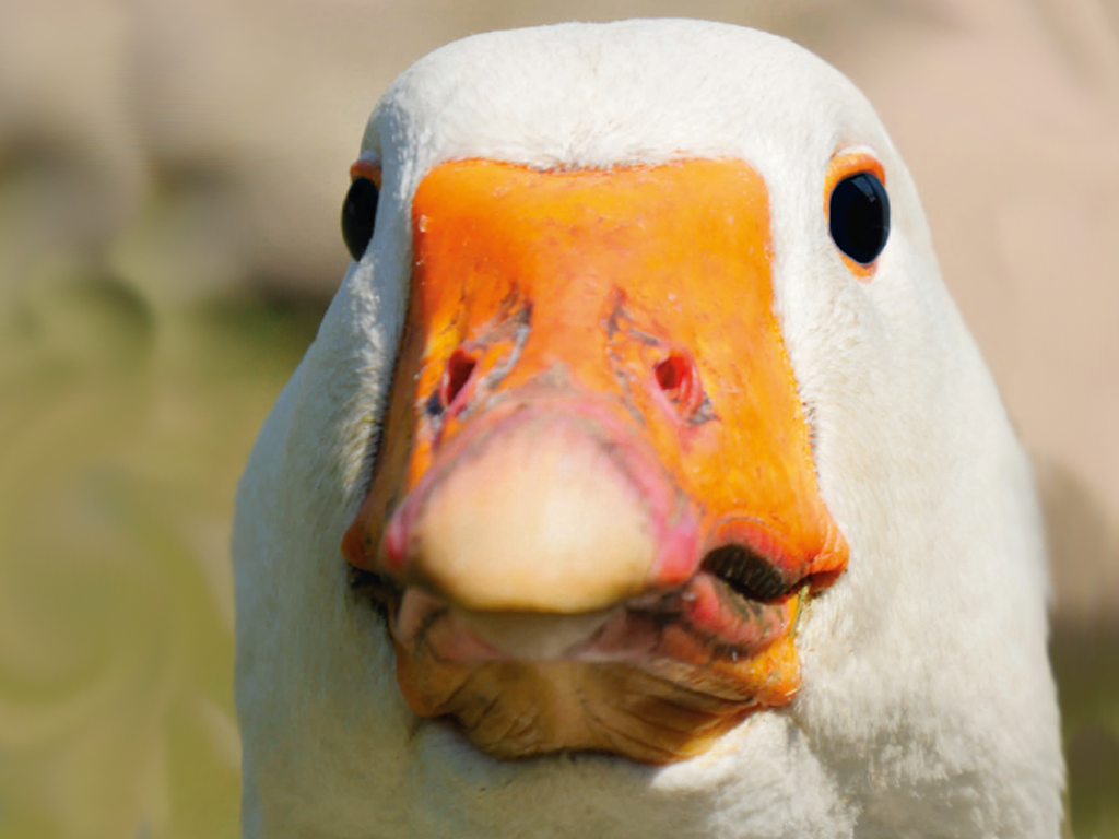 Vorschaubild für Gänse24