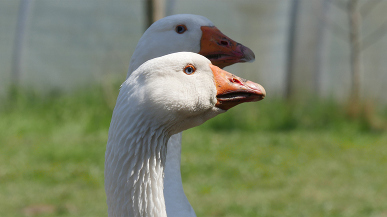 Vorschaubild für Gänse