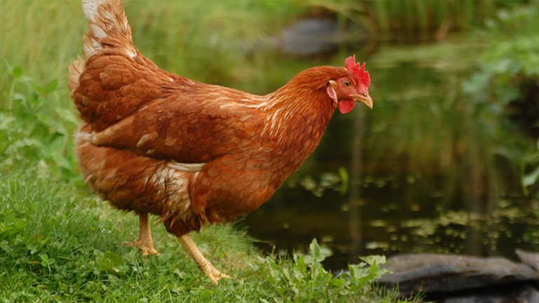 Vorschaubild für Chickens