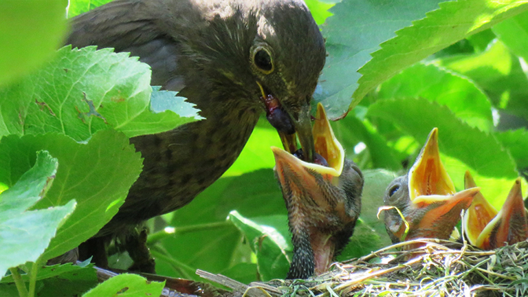 Vorschaubild für Amsel