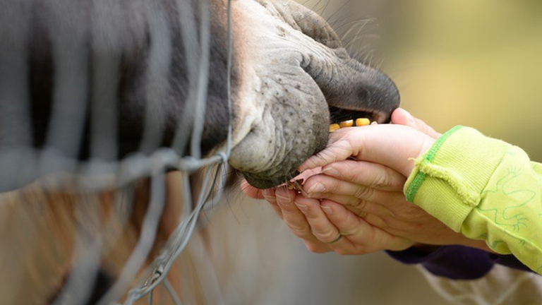 Vorschaubild für Zoo Learning