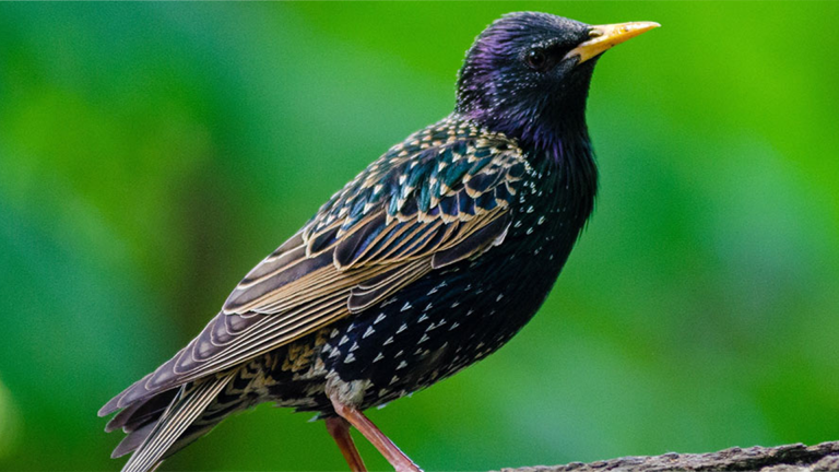 Vorschaubild für Starling