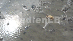 Animiertes Vorschaubild für Natur erleben