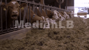 Animiertes Vorschaubild für Rind
