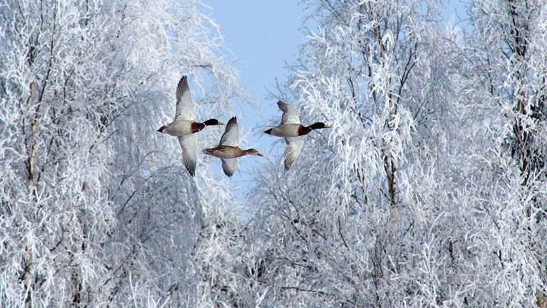 Vorschaubild für Tiere im Winter