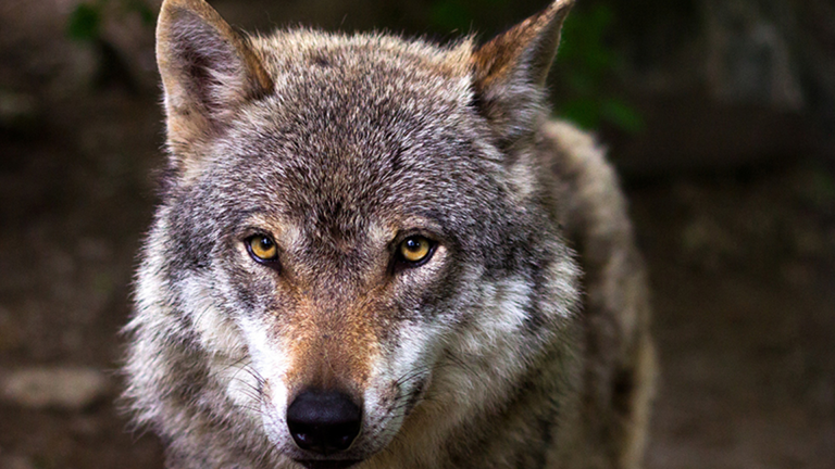 Vorschaubild für Wolf