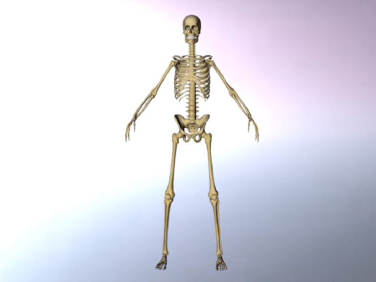 Vorschaubild für Menschlicher Körper