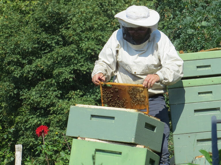 Vorschaubild für Imkern in der Schule - Die Imker AG