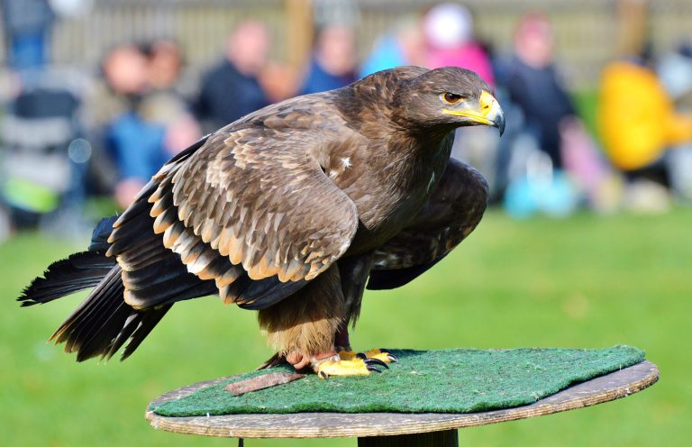 Vorschaubild für Einheimische Greifvögel