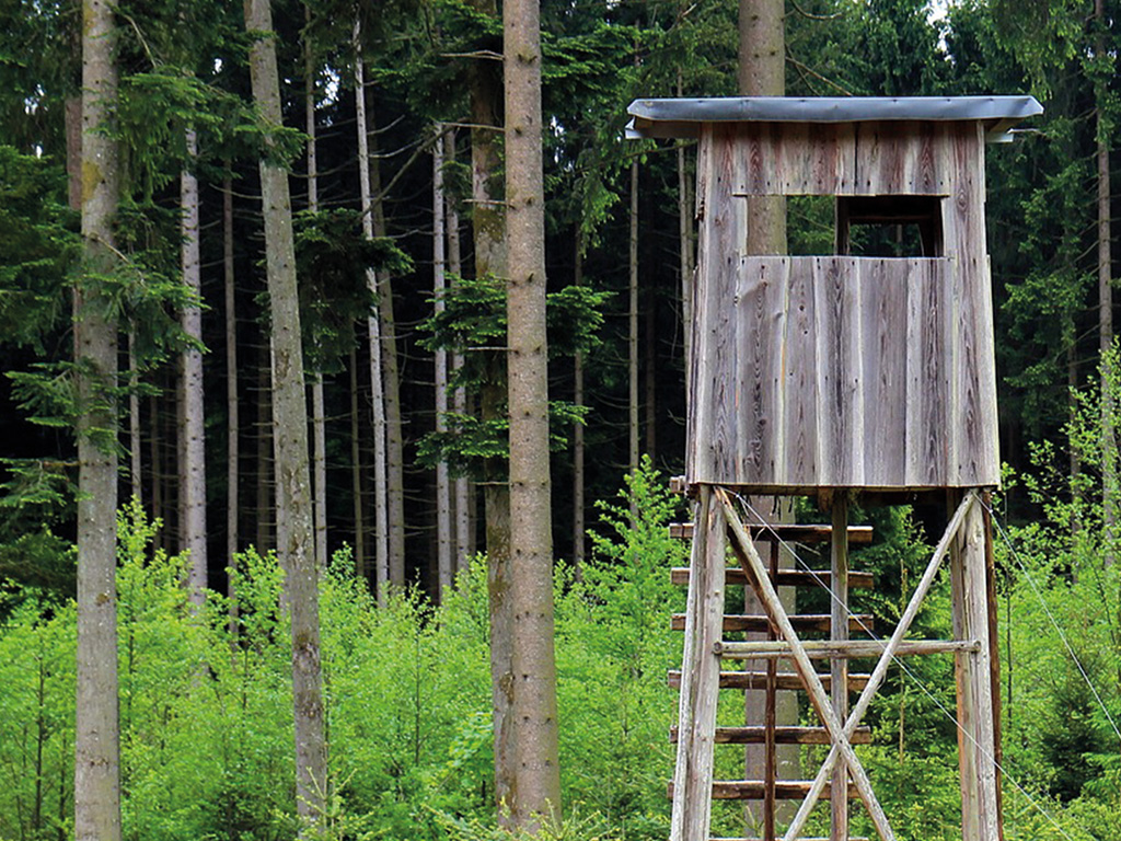 Vorschaubild für Mit der Försterin unterwegs46