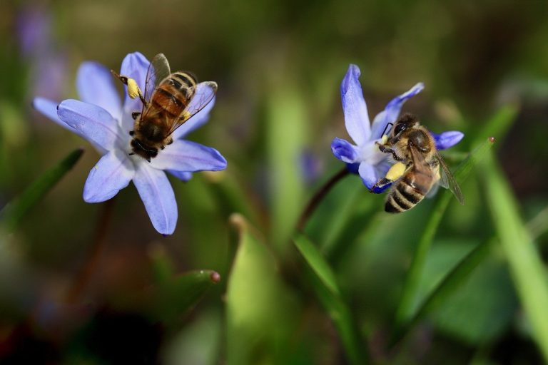 Vorschaubild für Ein Himmel voller Bienen