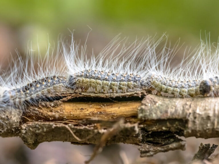 Vorschaubild für Lerneinheit Biologie 5-8