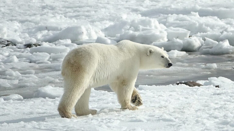 Vorschaubild für Eisbär