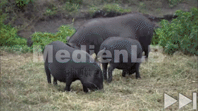 Animated preview image for Tiere auf dem Bauernhof50