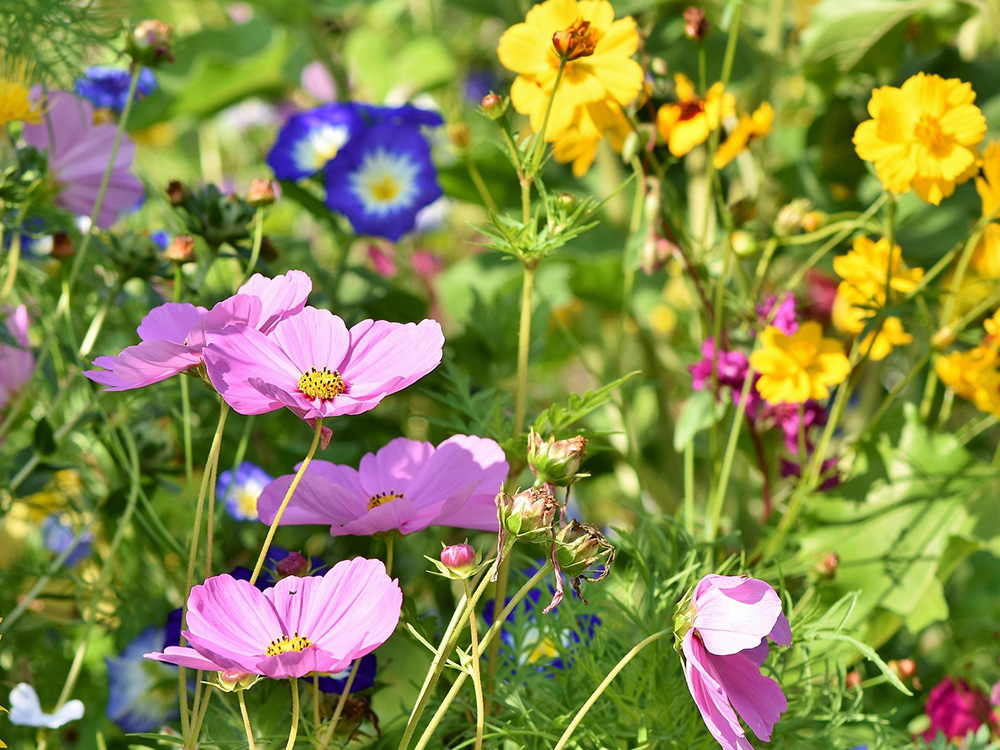 Vorschaubild für Komm in den Garten!37
