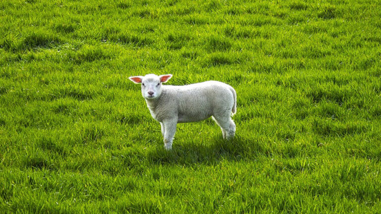 Vorschaubild für Tiere auf dem Bauernhof
