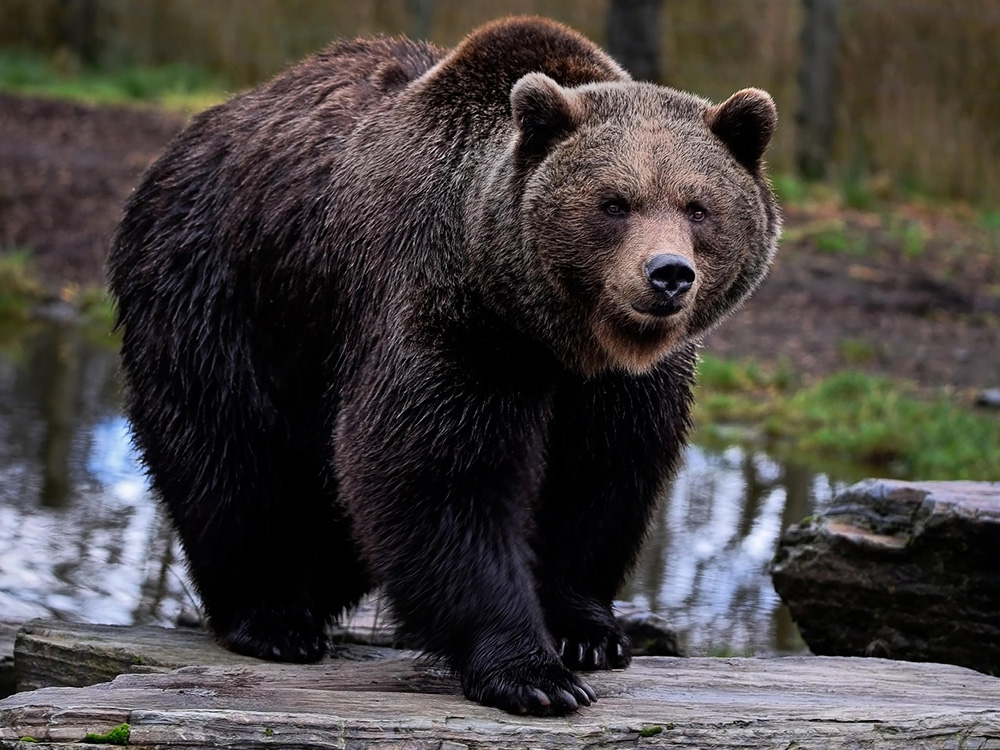 Vorschaubild für Braunbär27