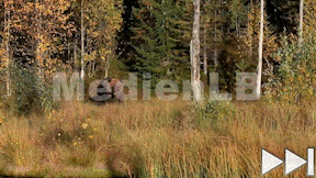 Animiertes Vorschaubild für Braunbär38