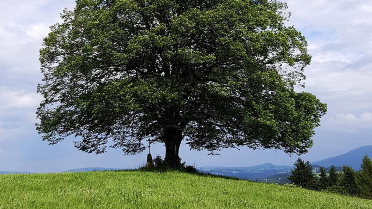 Vorschaubild für Linde
