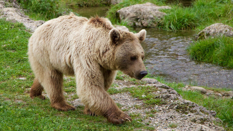 Product image for Braunbär
