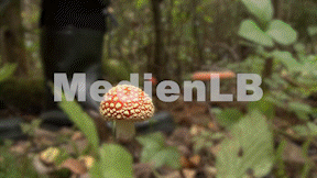 Animated preview image for Fliegenpilz38