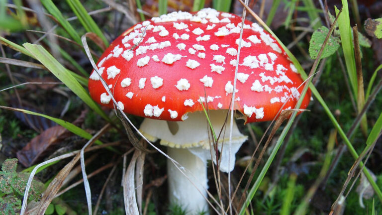 Vorschaubild für Fliegenpilz