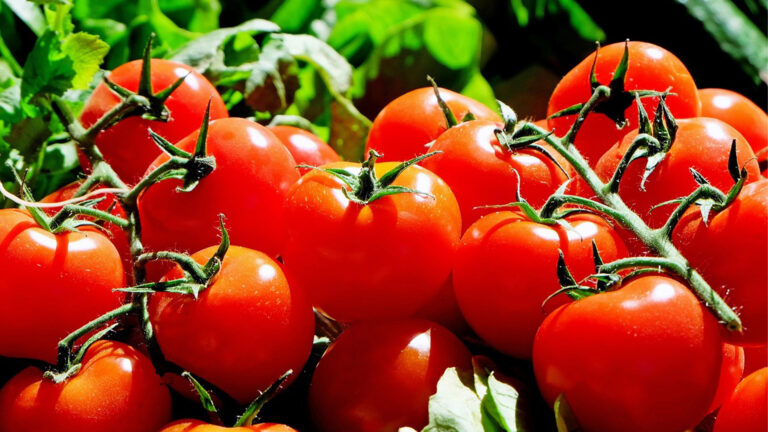 Vorschaubild für Tomate