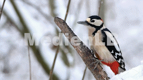 Animiertes Vorschaubild für Buntspecht