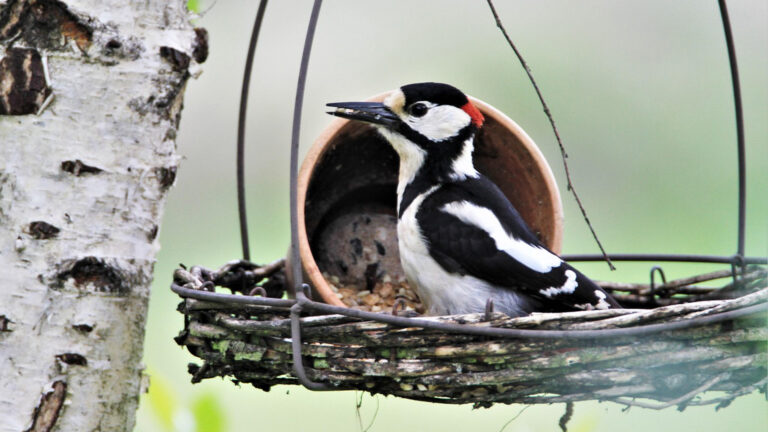 Vorschaubild für Buntspecht