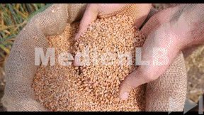 Animiertes Vorschaubild für Natürlich gebacken