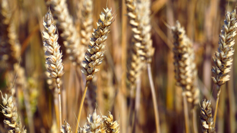 Vorschaubild für Natürlich gebacken
