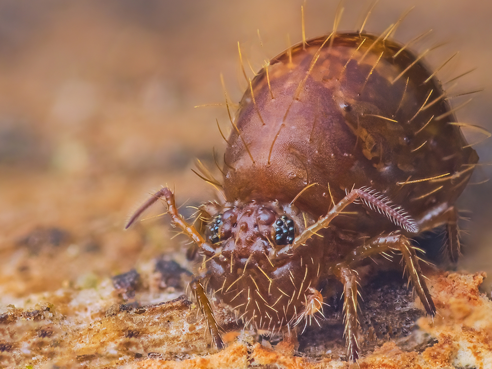 Preview image for Bodentiere und Mikroorganismen48