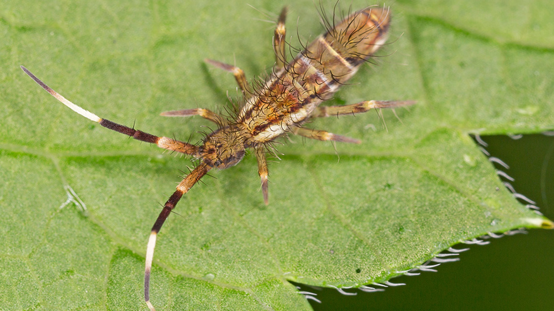 Vorschaubild für Bodentiere und Mikroorganismen