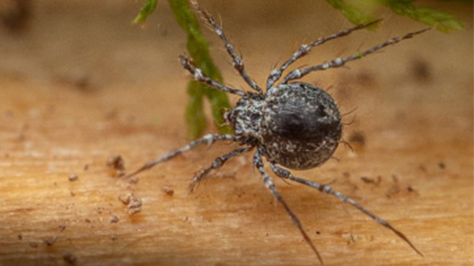 Vorschaubild für Bodentiere und Mikroorganismen