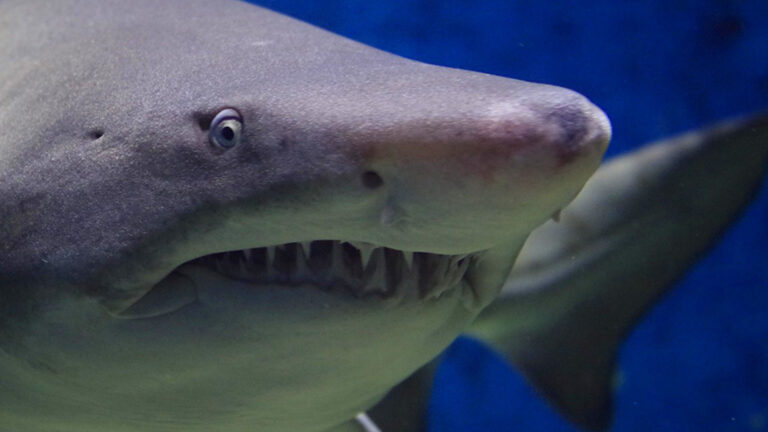 Vorschaubild für Haie