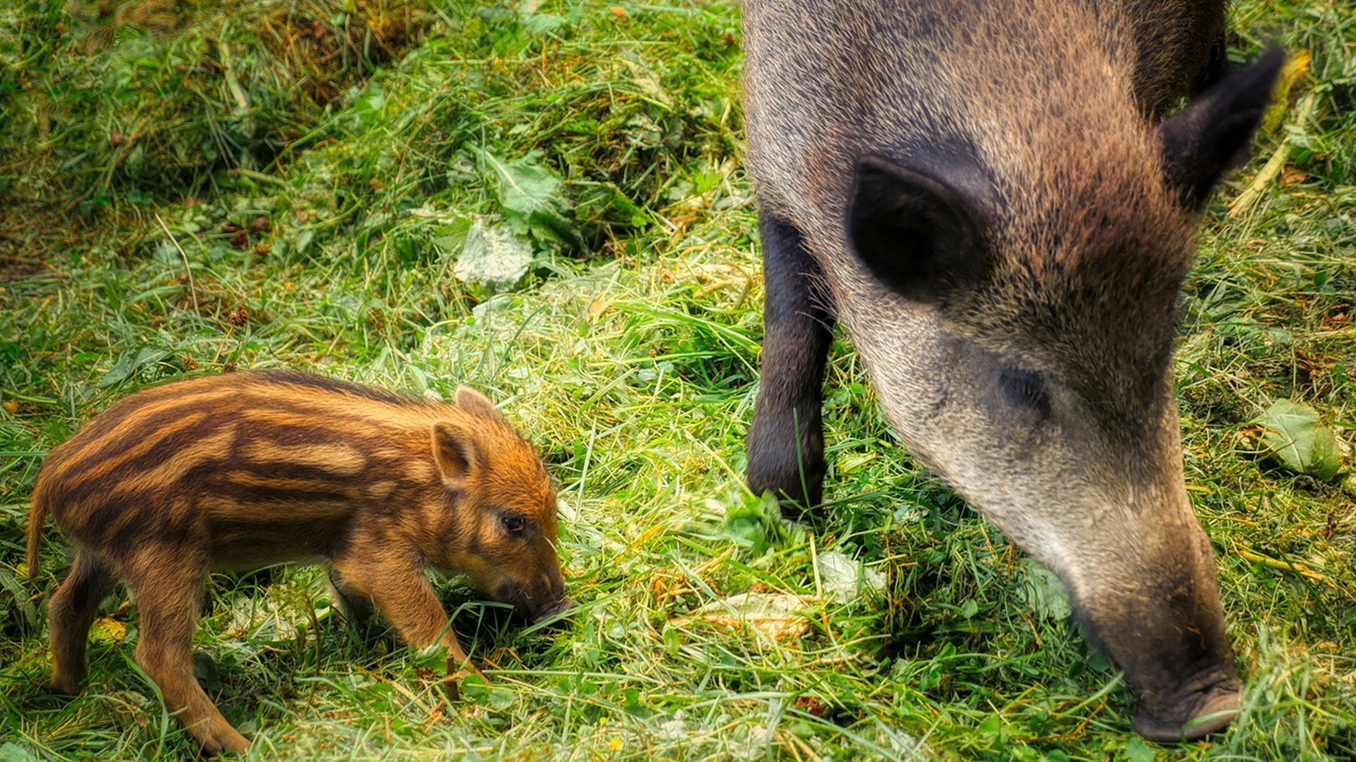 Vorschaubild für Wildschwein
