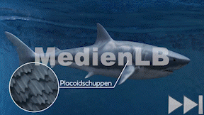 Animiertes Vorschaubild für Haie