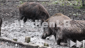 Animiertes Vorschaubild für Wildschwein