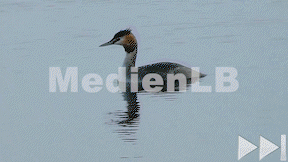 Animiertes Vorschaubild für Haubentaucher