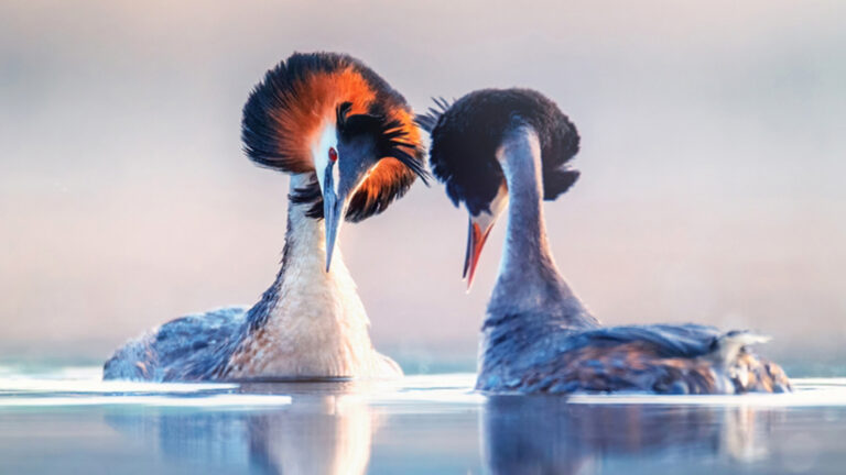 Produktbild für Haubentaucher