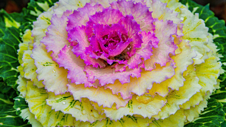 Produktbild für Blattkohl