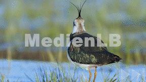 Animiertes Vorschaubild für Kiebitz