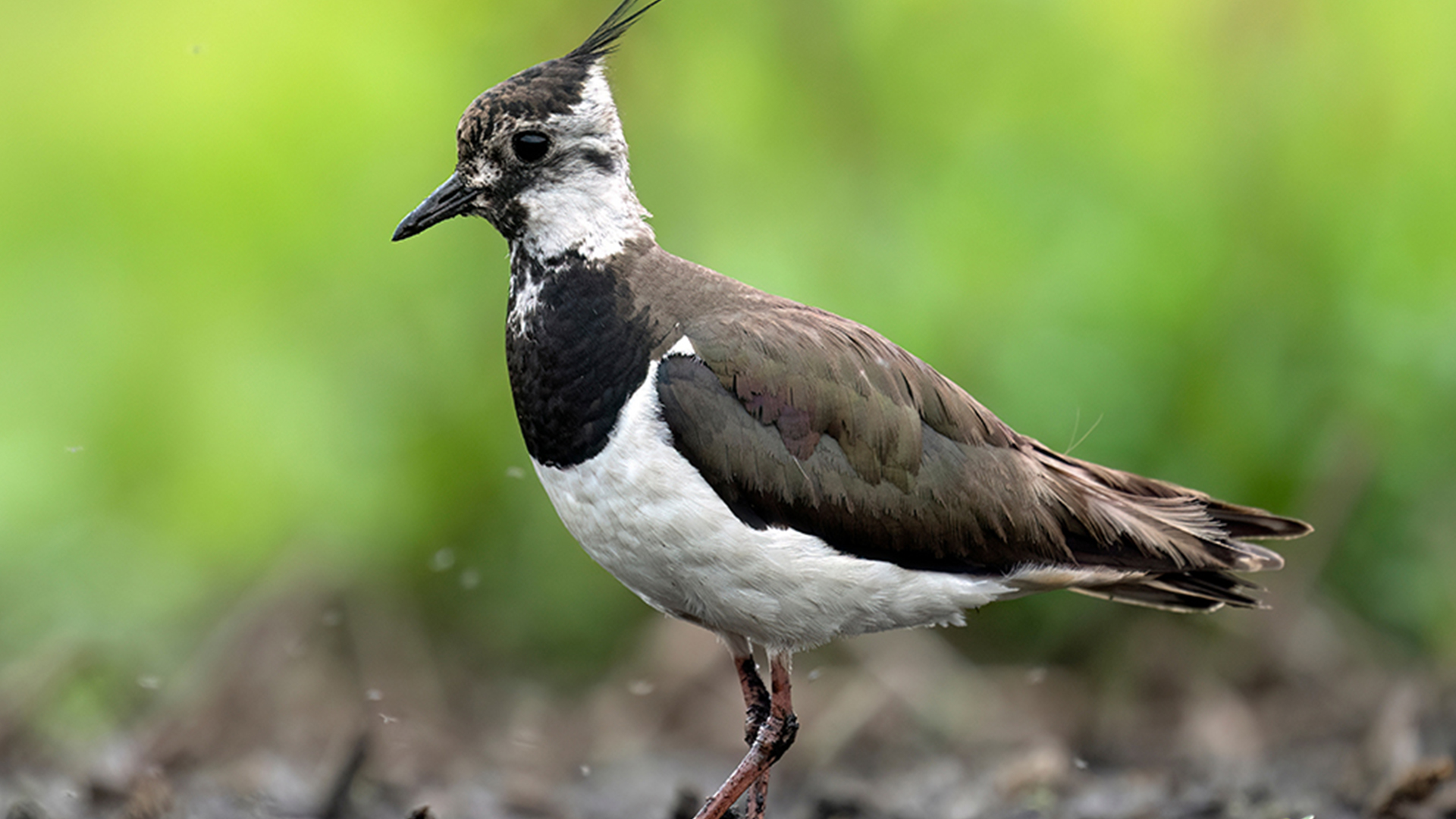 Vorschaubild für Kiebitz