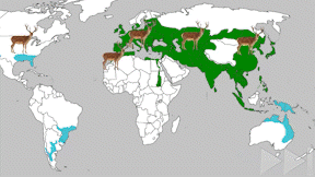 Animiertes Vorschaubild für Rothirsch