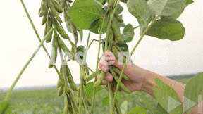 Animiertes Vorschaubild für Soja