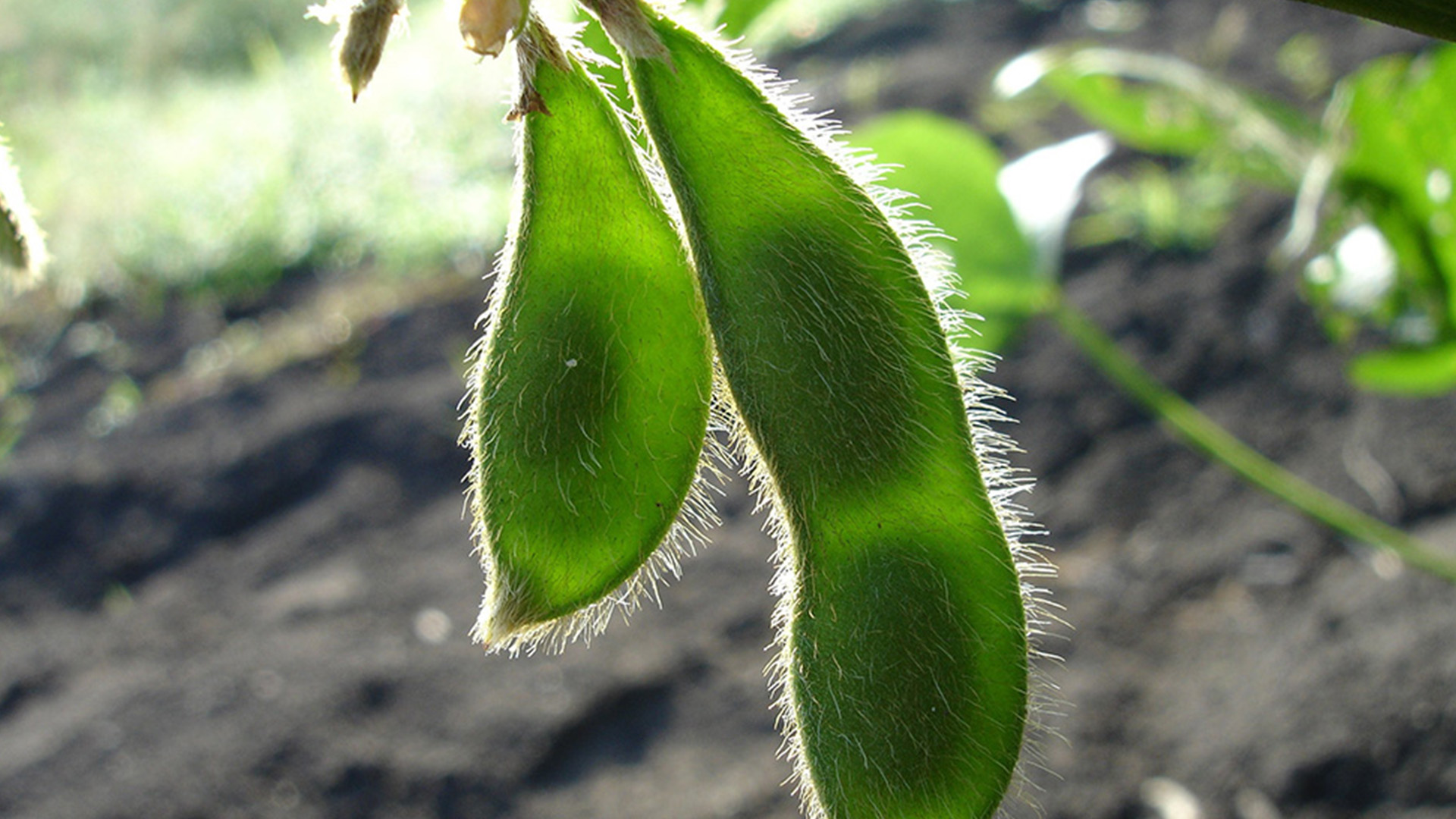 Vorschaubild für Soja
